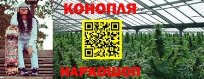 шишки Аргун