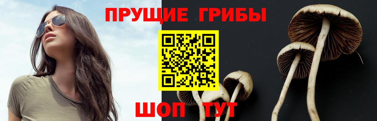 Псилоцибиновые грибы Psilocybe  Коломна  хочу   Псилоцибиновые грибы мицелий 